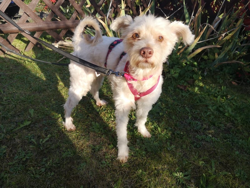 süße Perla auf Pflegestelle in 88263 Horgenzell sucht ihr Zuhause