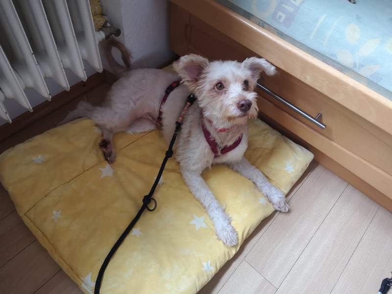 süße Perla auf Pflegestelle in 88263 Horgenzell sucht ihr Zuhause