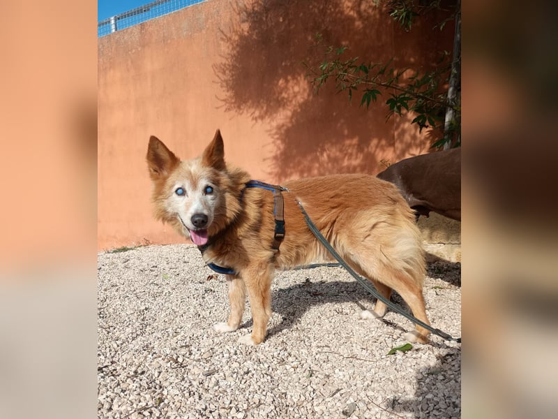 süßer Mario wünscht sich sein Zuhause