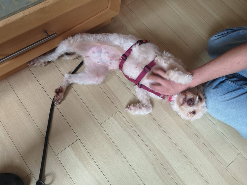 süße Perla auf Pflegestelle in 88263 Horgenzell sucht ihr Zuhause