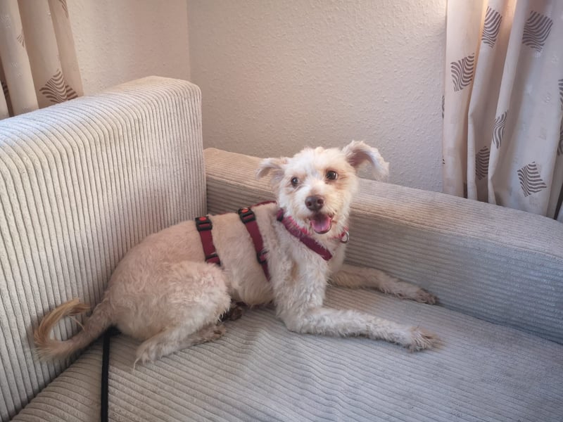 süße Perla auf Pflegestelle in 88263 Horgenzell sucht ihr Zuhause