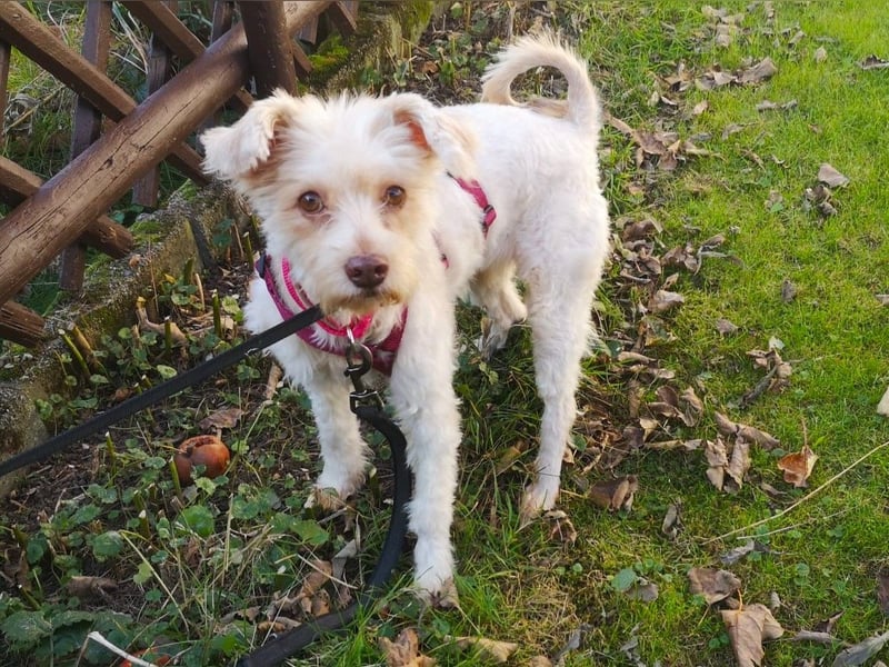 süße Perla auf Pflegestelle in 88263 Horgenzell sucht ihr Zuhause