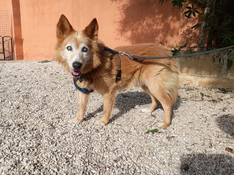 süßer Mario wünscht sich sein Zuhause