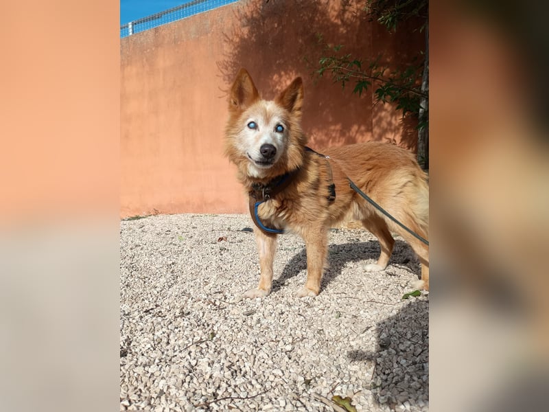 süßer Mario wünscht sich sein Zuhause