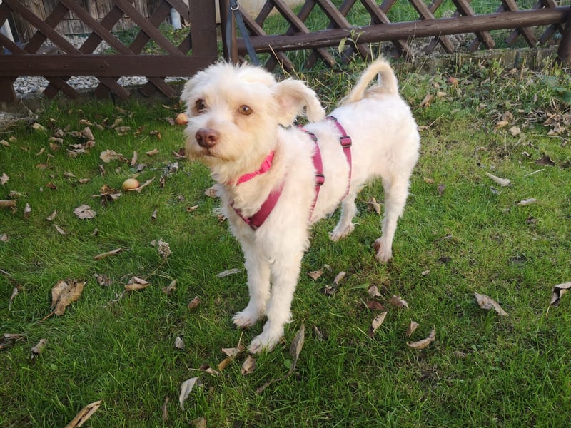 süße Perla auf Pflegestelle in 88263 Horgenzell sucht ihr Zuhause