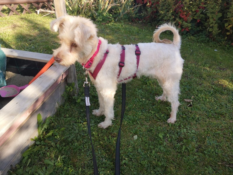 süße Perla auf Pflegestelle in 88263 Horgenzell sucht ihr Zuhause