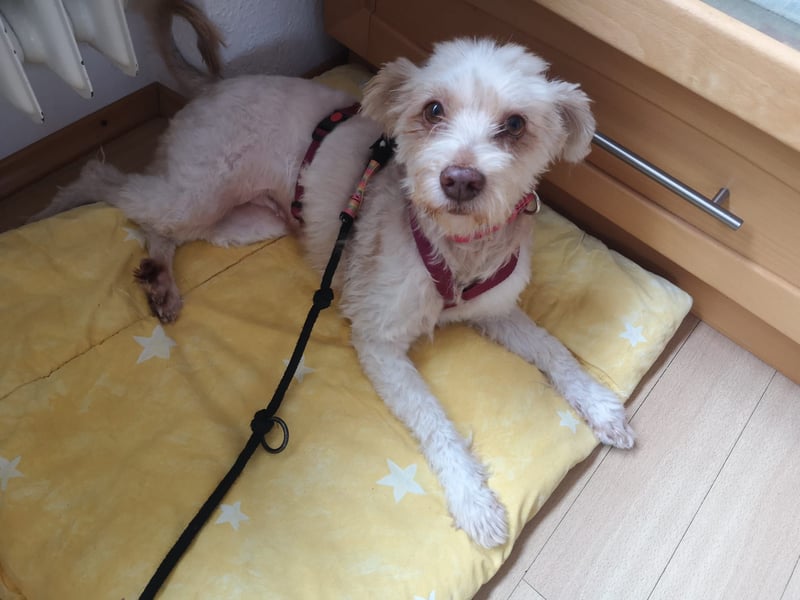 süße Perla auf Pflegestelle in 88263 Horgenzell sucht ihr Zuhause