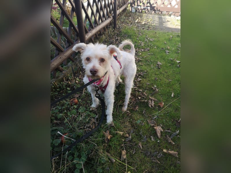 süße Perla auf Pflegestelle in 88263 Horgenzell sucht ihr Zuhause