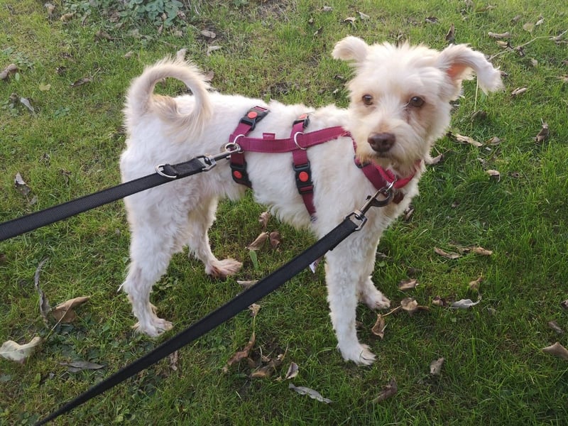 süße Perla auf Pflegestelle in 88263 Horgenzell sucht ihr Zuhause