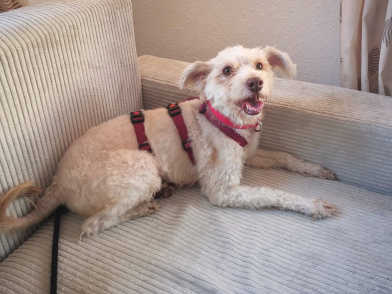 süße Perla auf Pflegestelle in 88263 Horgenzell sucht ihr Zuhause