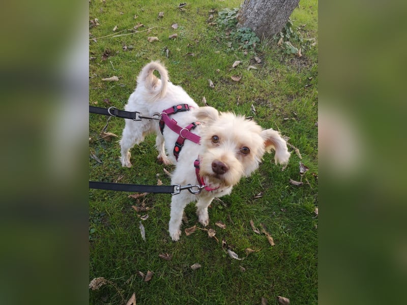 süße Perla auf Pflegestelle in 88263 Horgenzell sucht ihr Zuhause