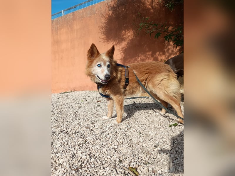 süßer Mario wünscht sich sein Zuhause