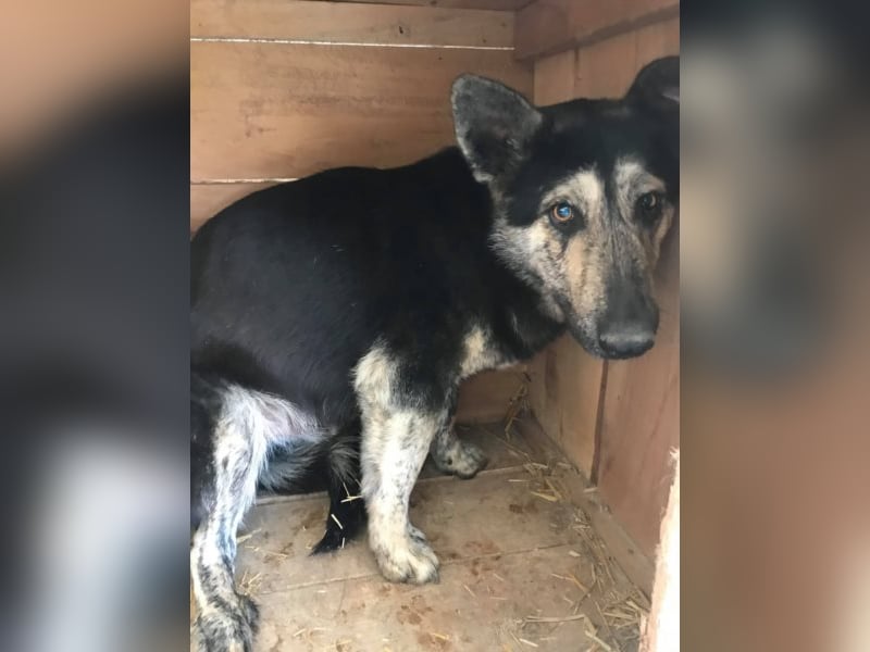 Der scheue Damian sucht ein Zuhause oder eine Pflegestelle!