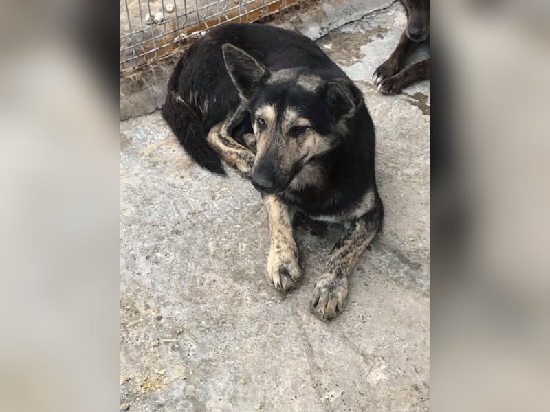 Der scheue Damian sucht ein Zuhause oder eine Pflegestelle!