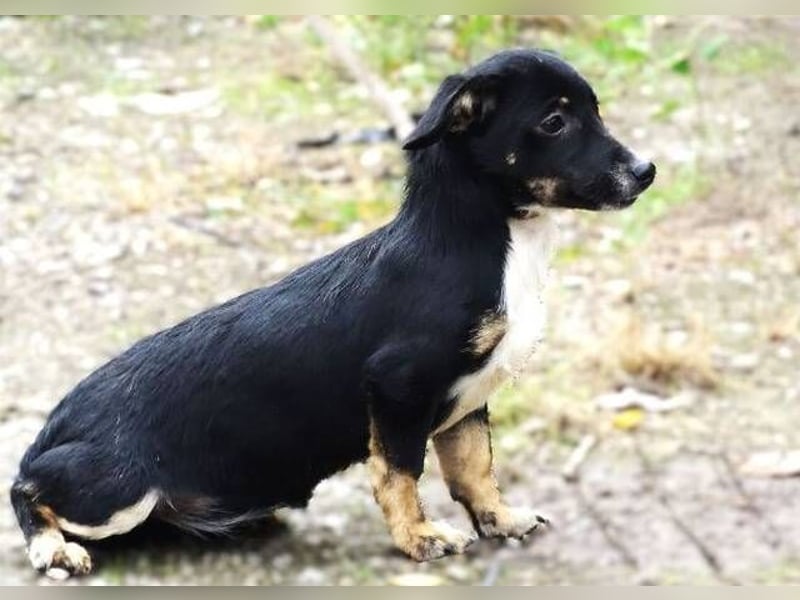 COCO, wer gibt der Süßen ein Zuhause?