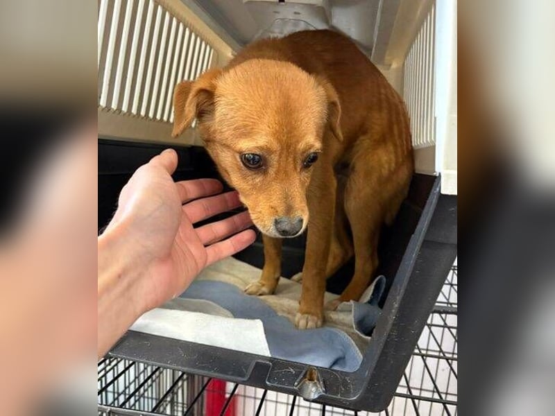 SEPPI , kleiner Hund in großer Gefahr