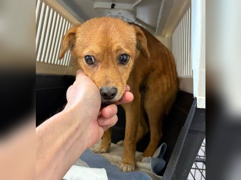 SEPPI , kleiner Hund in großer Gefahr