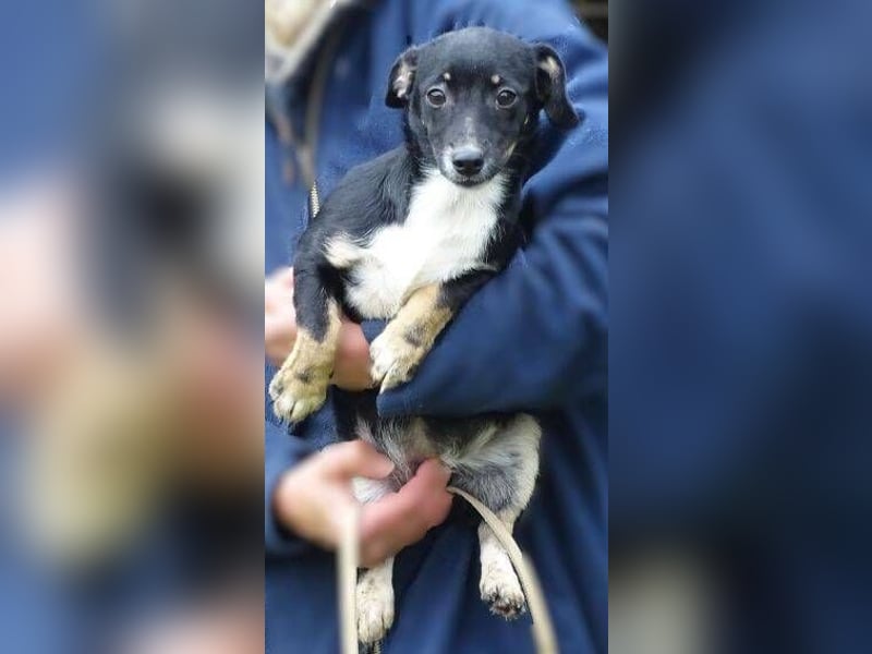 COCO, wer gibt der Süßen ein Zuhause?