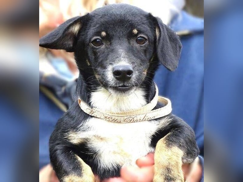 COCO, wer gibt der Süßen ein Zuhause?