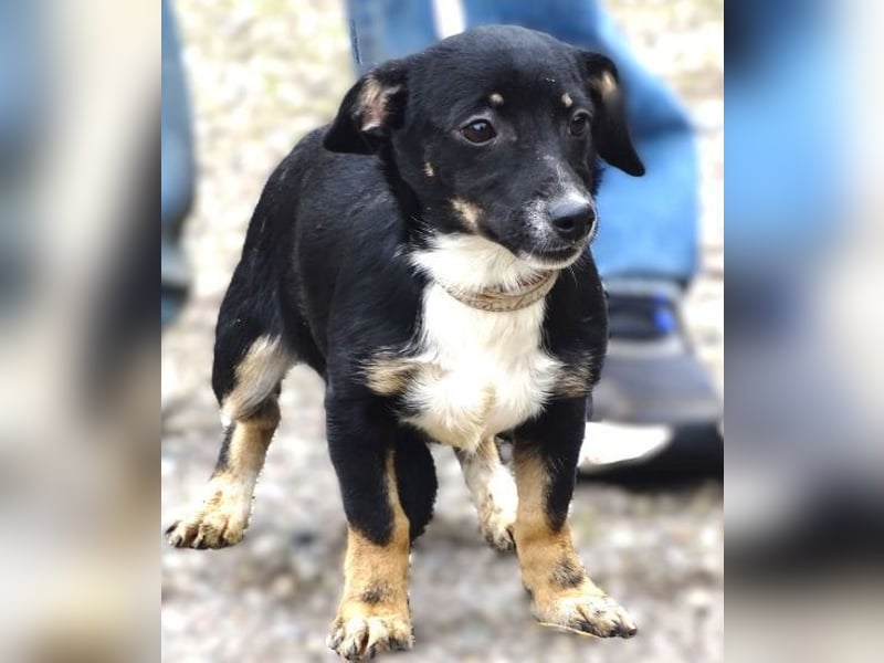 COCO, wer gibt der Süßen ein Zuhause?