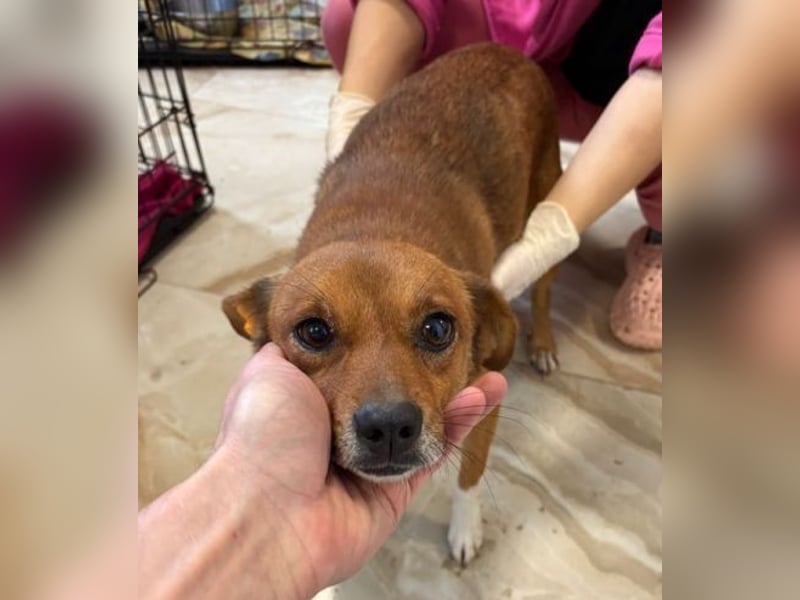 EMIL -wer ist sein Retter?