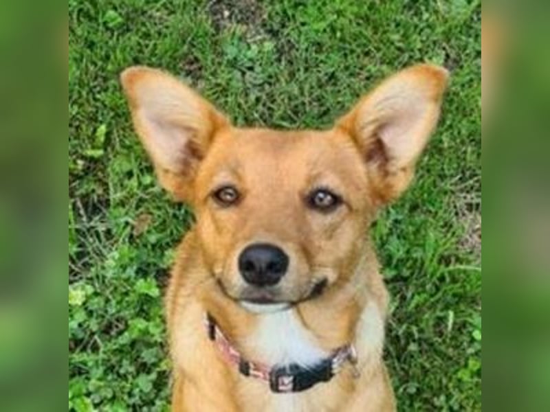 RUBY 2 ist sehr süß