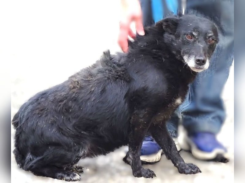 NELLA schwebt in großer Gefahr