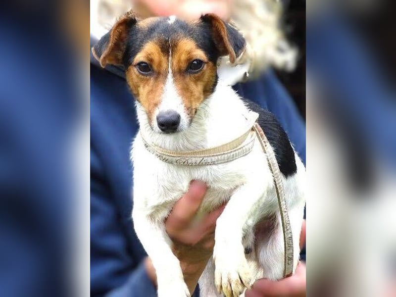 CLIO hat ein treues Hundeherzchen zu verschenken CLIO hat ein treues Hundeherzchen zu verschenken
