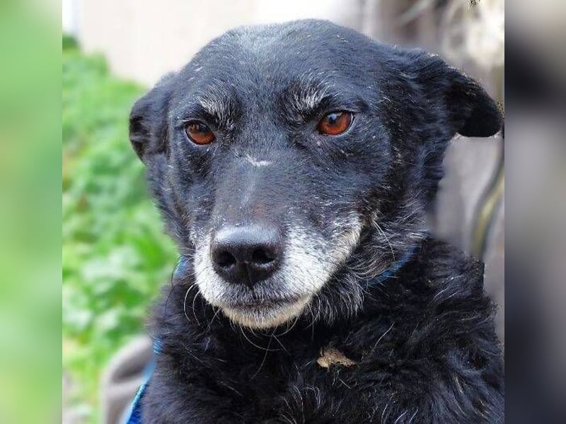 NELLA schwebt in großer Gefahr