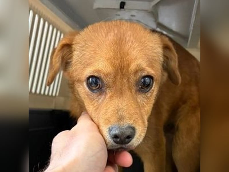 SEPPI , kleiner Hund in großer Gefahr