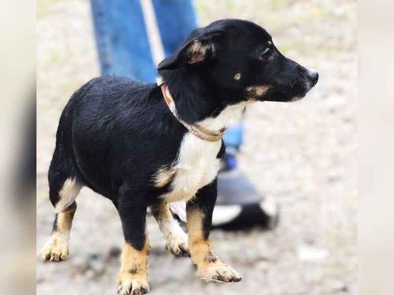 COCO, wer gibt der Süßen ein Zuhause?
