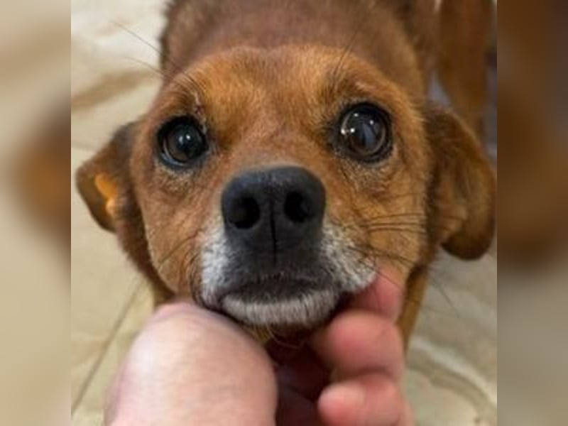 EMIL -wer ist sein Retter?