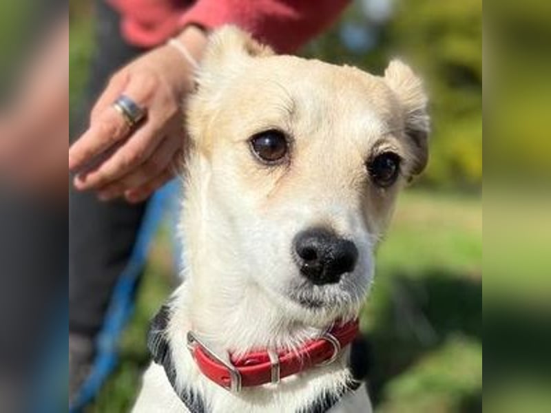 MIMI kleine Hundedame