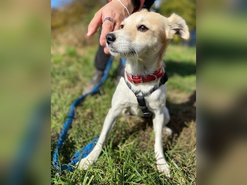 MIMI kleine Hundedame