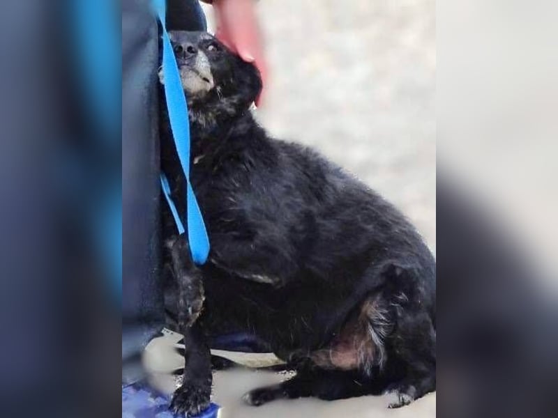 NELLA schwebt in großer Gefahr