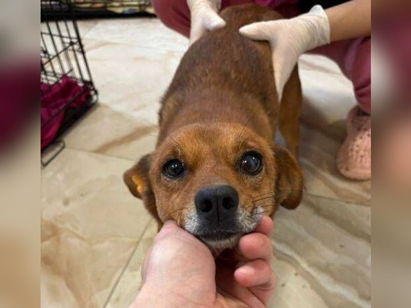 EMIL -wer ist sein Retter?