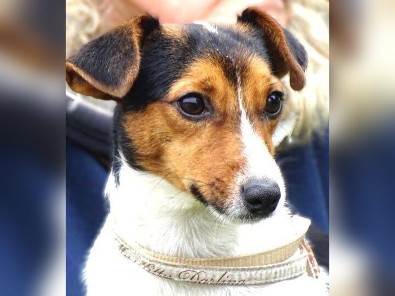 CLIO hat ein treues Hundeherzchen zu verschenken