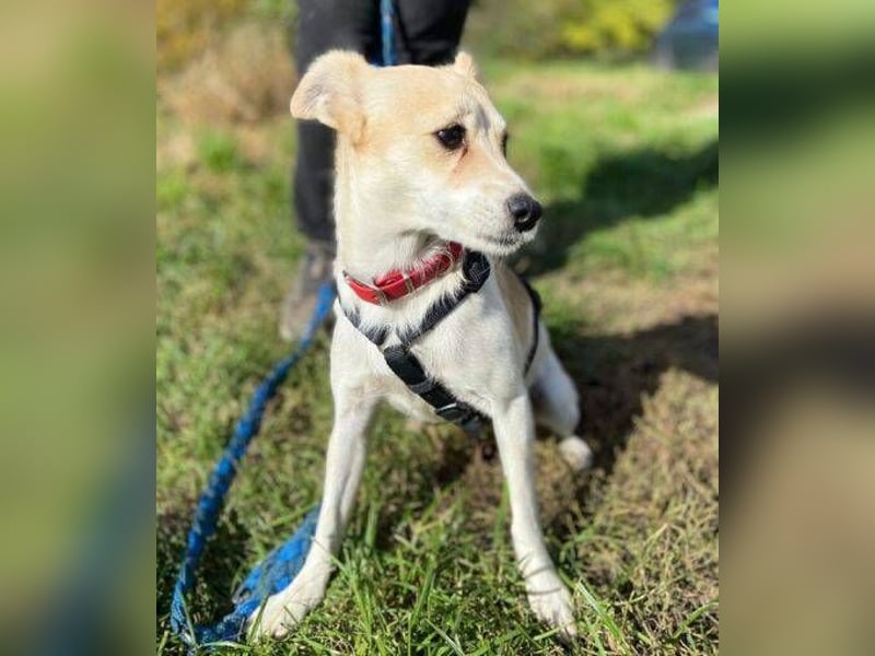 MIMI kleine Hundedame
