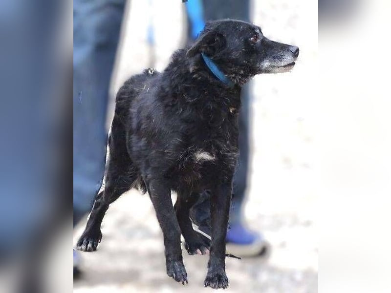 NELLA schwebt in großer Gefahr