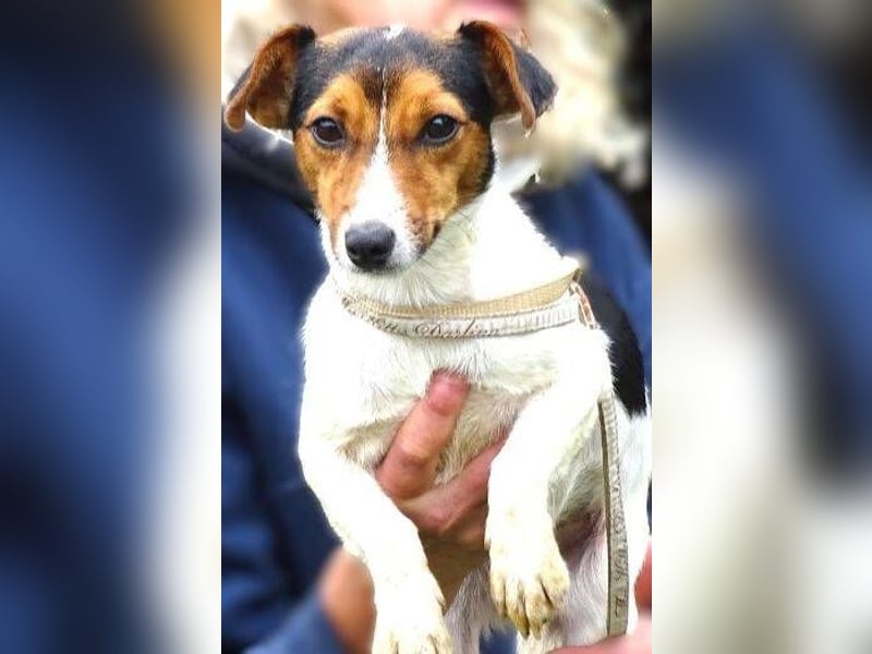 CLIO hat ein treues Hundeherzchen zu verschenken