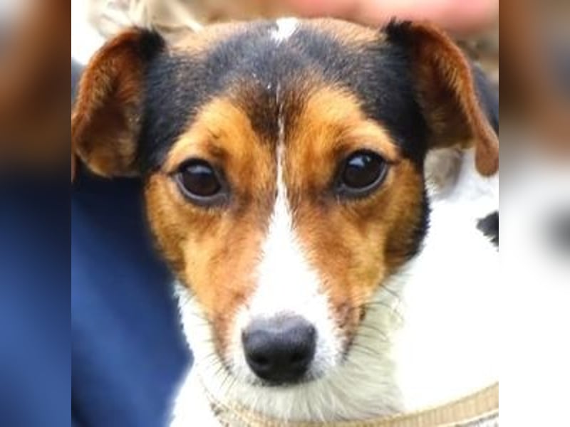 CLIO hat ein treues Hundeherzchen zu verschenken