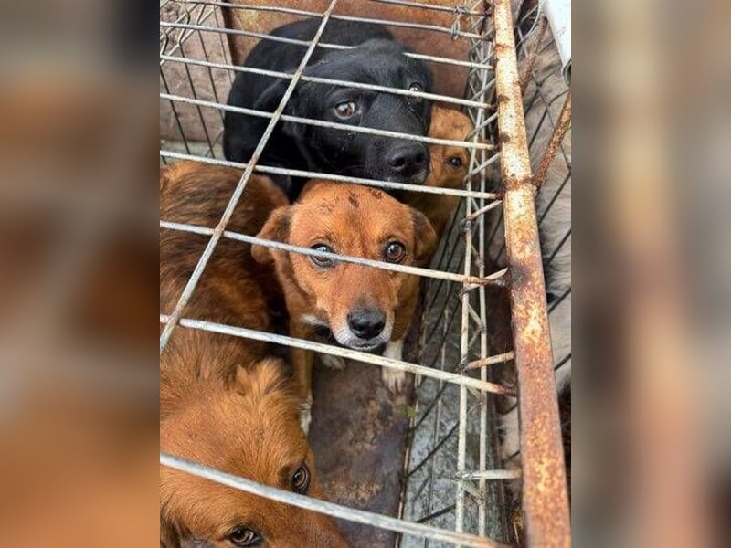 SEPPI , kleiner Hund in großer Gefahr