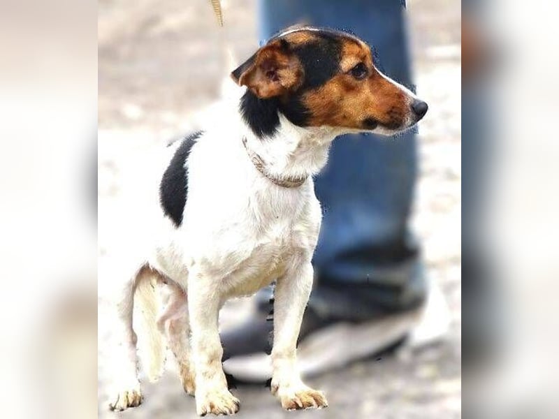 CLIO hat ein treues Hundeherzchen zu verschenken