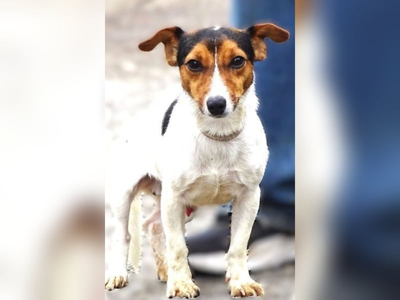 CLIO hat ein treues Hundeherzchen zu verschenken