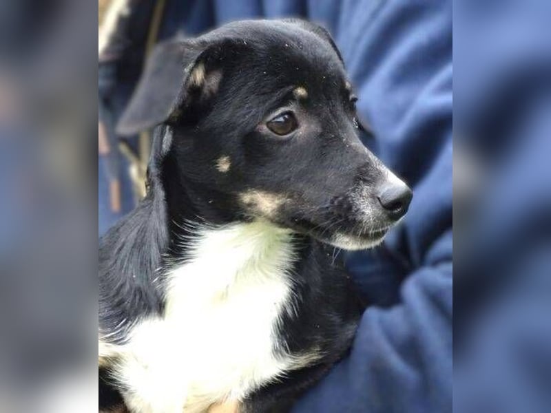 COCO, wer gibt der Süßen ein Zuhause?