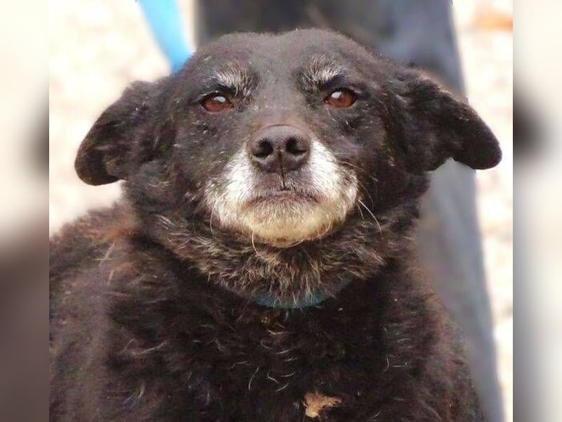 NELLA schwebt in großer Gefahr