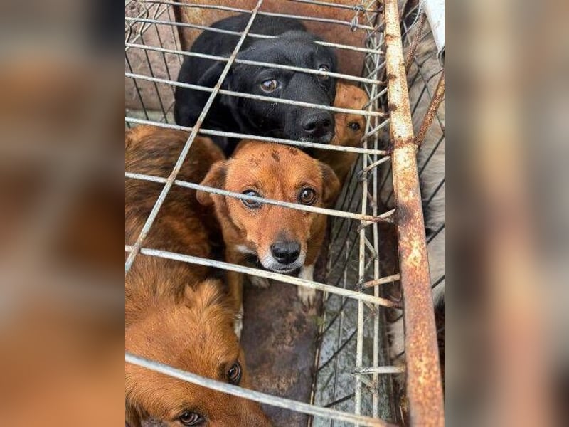 EMIL -wer ist sein Retter?