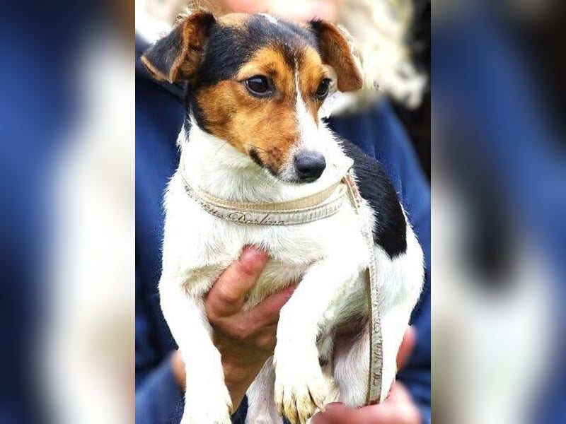 CLIO hat ein treues Hundeherzchen zu verschenken