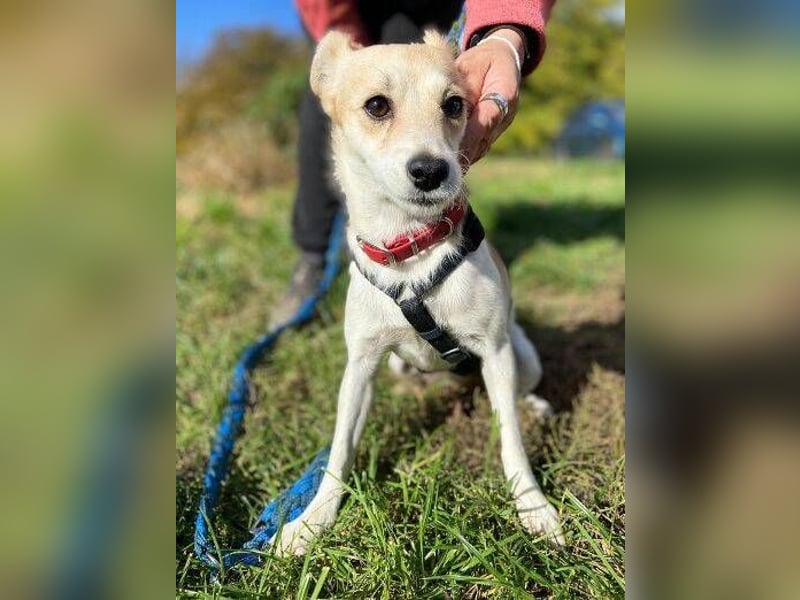 MIMI kleine Hundedame