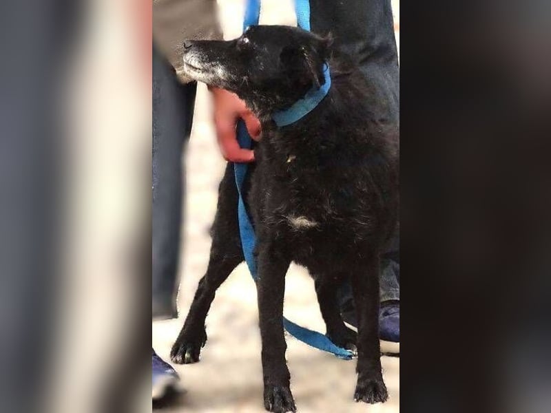 NELLA schwebt in großer Gefahr